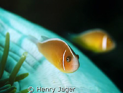 "Mirroring Anemonefishes" Raja Ampat, West Papua by Henry Jager 
